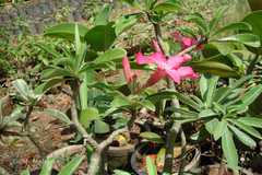 Adenium obesum